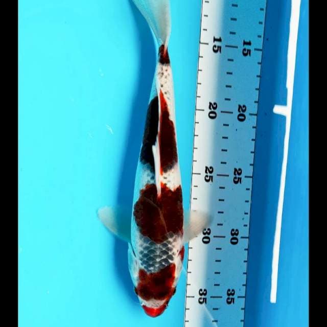 Budho goshiki strong 25cm male