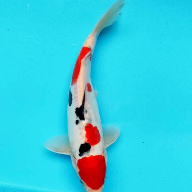 Maruten sanke doit 24cm male
