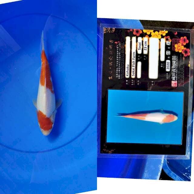 Kohaku SAKAI NARITA serti