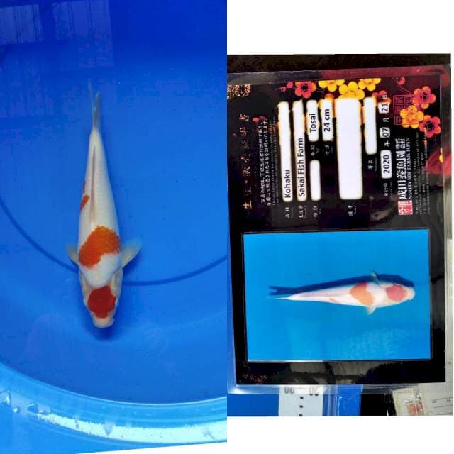 Kohaku SAKAI narita serti