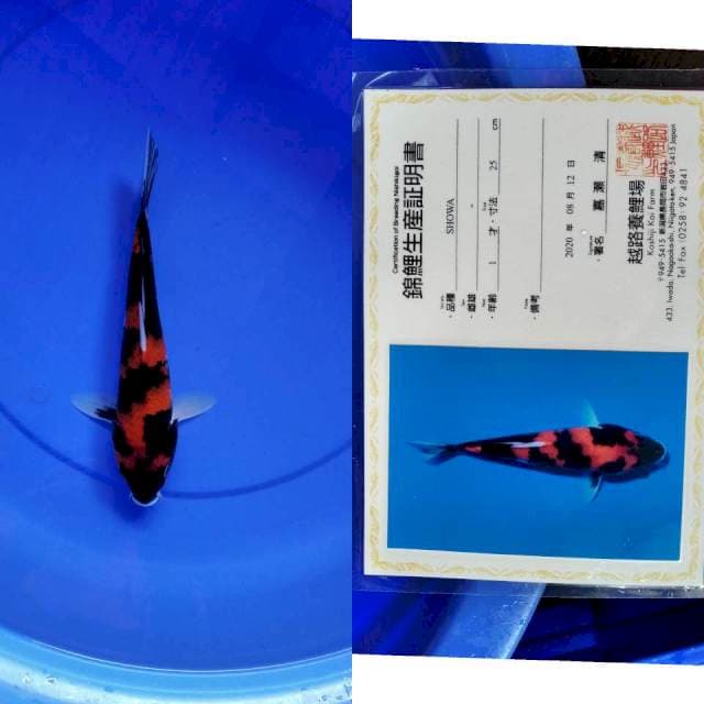 Showa KOSHIJI serti