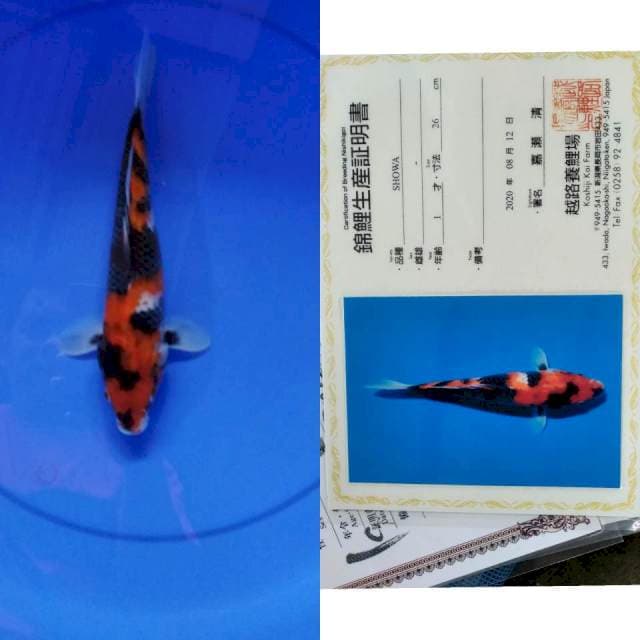 Showa KOSHIJI serti