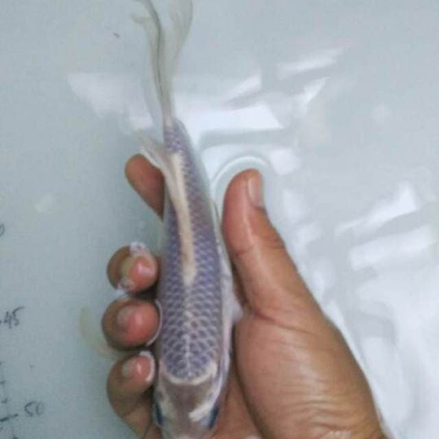 Soragoi kumpay