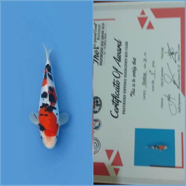 DOITSU QUALITY + SERTI JUARA