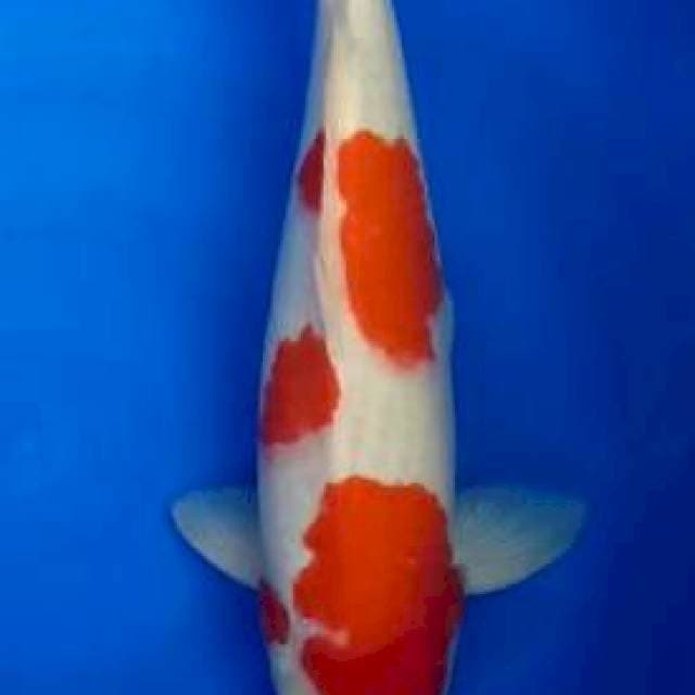 Kohaku 53 jantan
