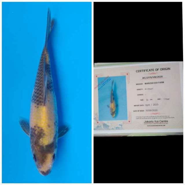 Marusei Ki Utsuri