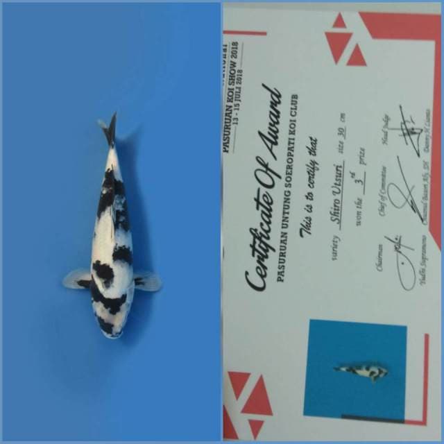 SHIRO UTSURI WHITE SNOW QUALITY + SERTI JUARA