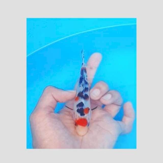 Original sanke maruten 15cm