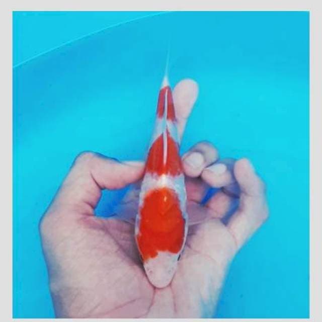 Kohaku 3 step 20cm bulky punuk