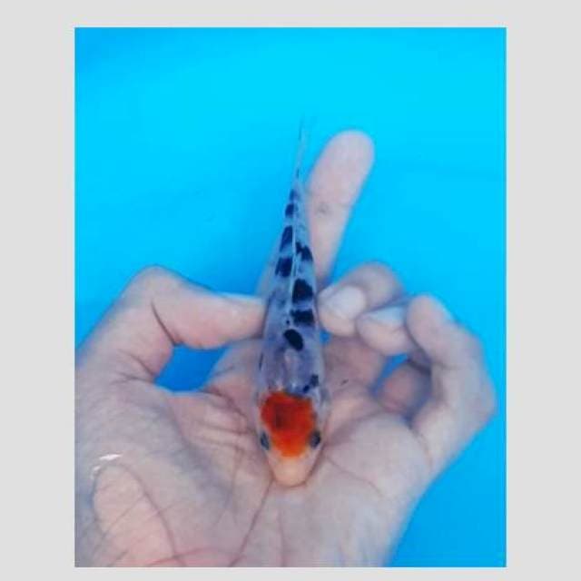 Tancho sanke original 15cm
