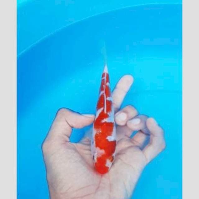 Super kohaku inazuma merah darah ⭐⭐⭐⭐