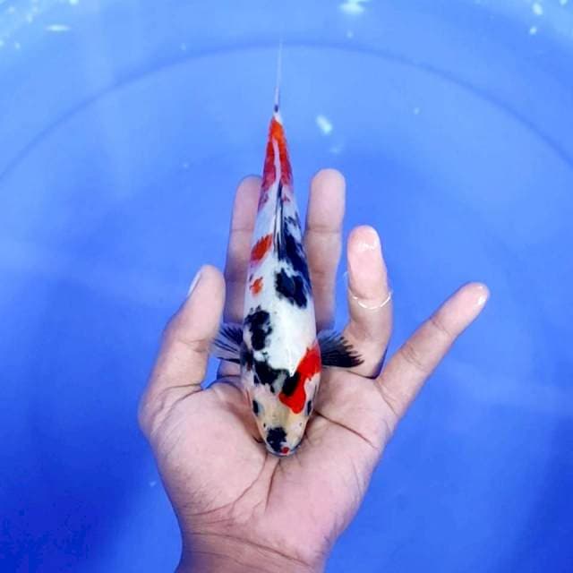3. Kindai Showa || 20 cm