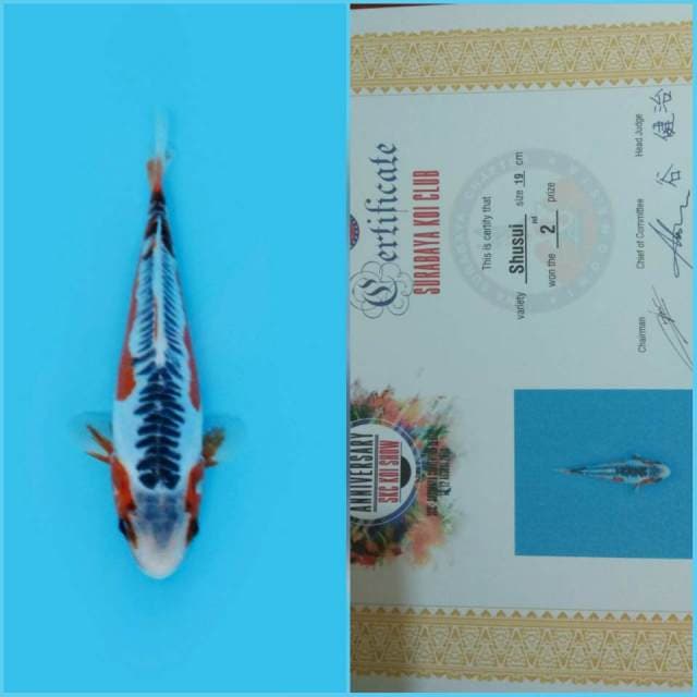 SUSHUI QUALITY + SERTI JUARA SKC SURABAYA