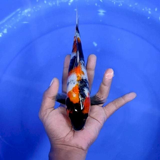 4. Showa || 24 cm