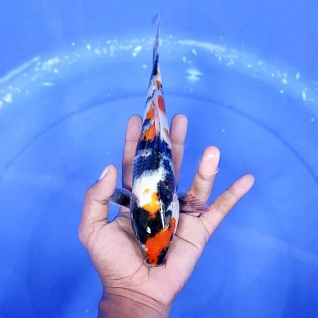 10. Kindai Showa || 24 cm