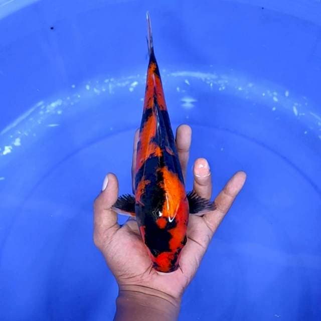 11. Hi Showa || 28 cm