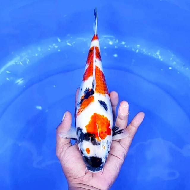 18. Showa || 30 cm