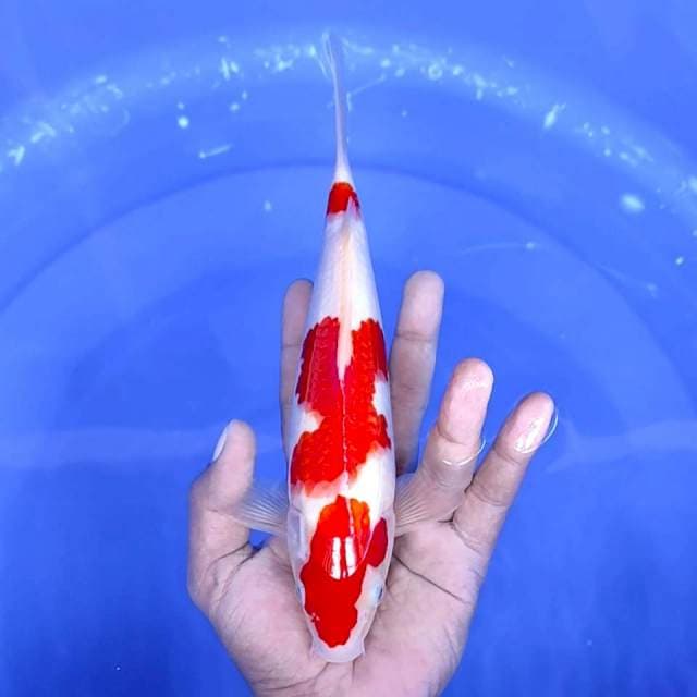 19. Kohaku Strong || 24 cm || Jantan