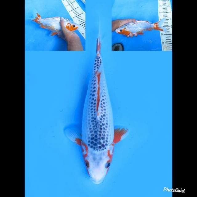 28cm Fml , Asagi Tategoi