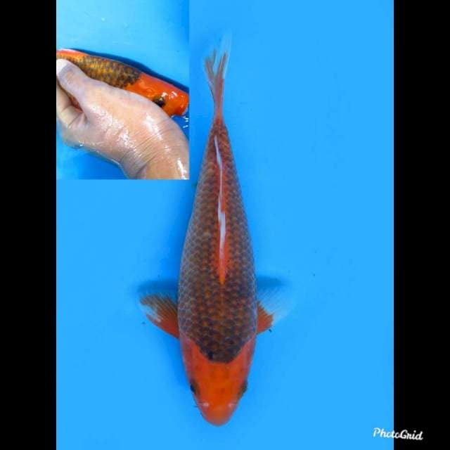 25cm male , Aka Matsuba Bulky