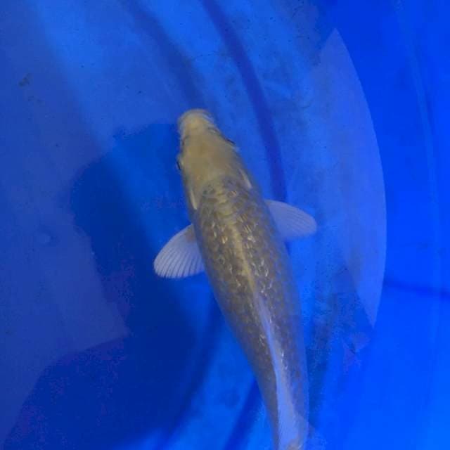 Yamabuki ogon 20Cm