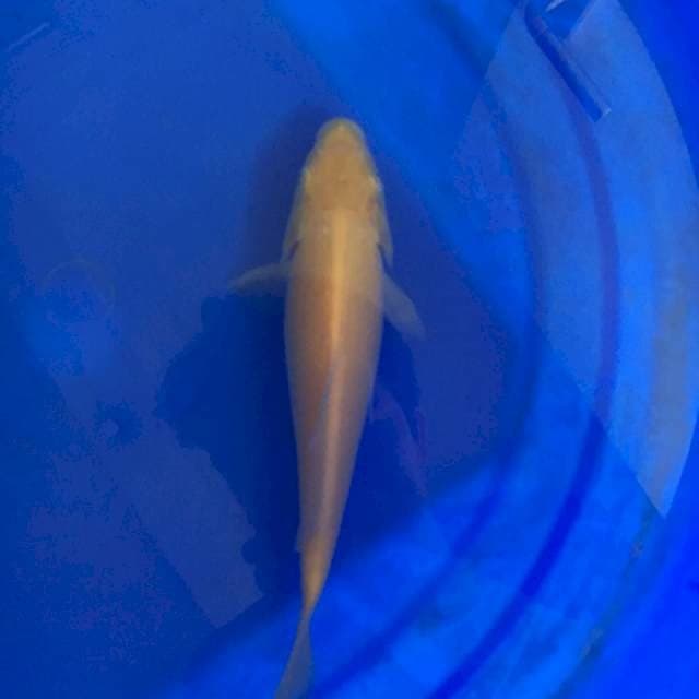 Karashi Red eyes 20Cm