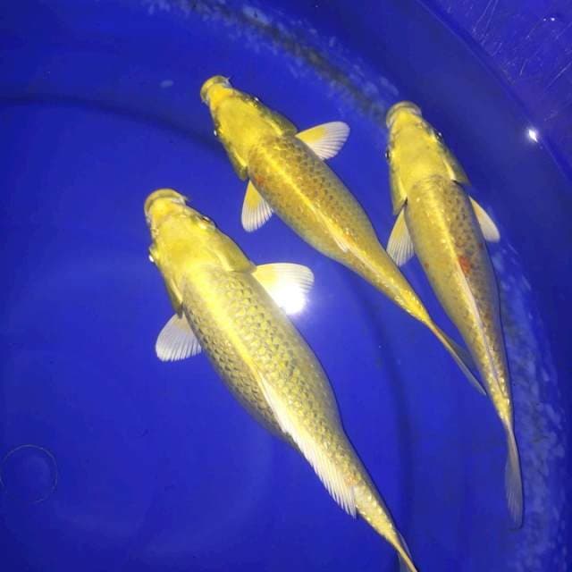 Yamabuki Ogon Ginrin 3 ekor 20-25Bu