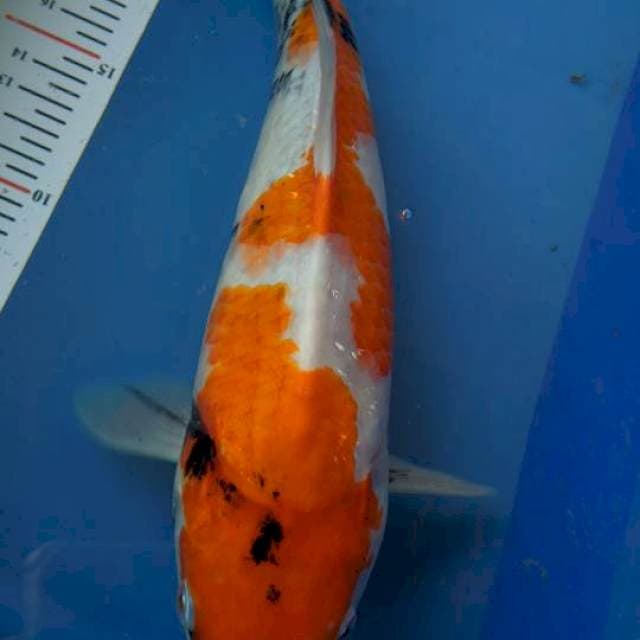 Sowa 32cm