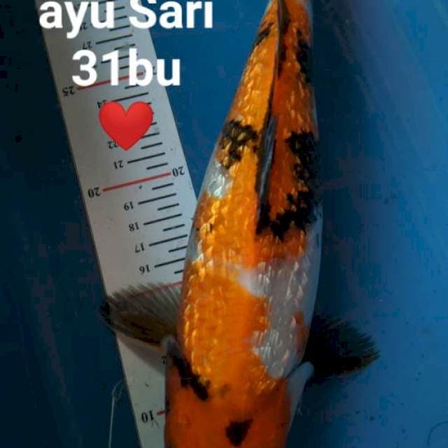 Showa gindrin 31cm