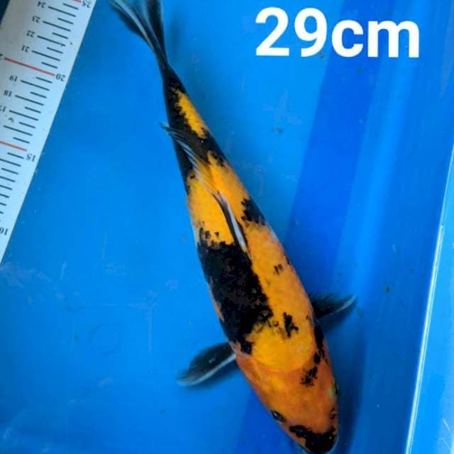 Kin UTSURI 29cm