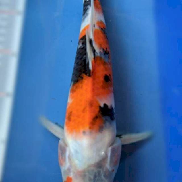 Showa 31cm