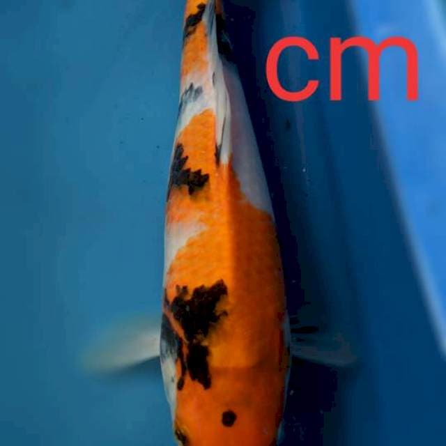 Showa 32cm