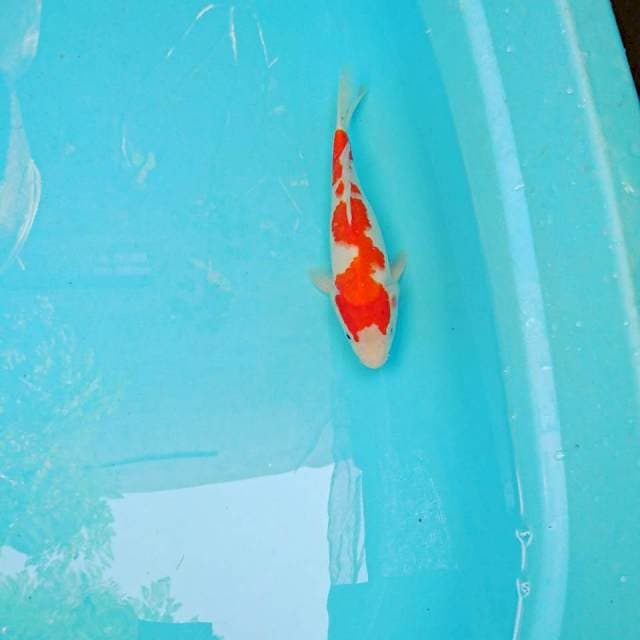 Inazuma Kohaku 23cm