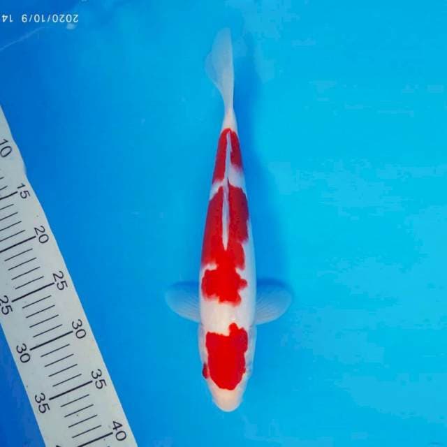 DOJO 8 ~ KOHAKU ™