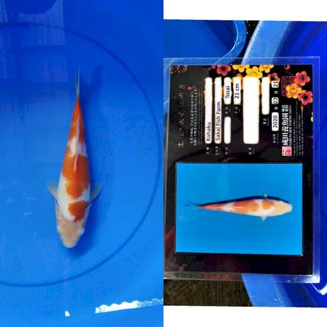 Kohaku SAKAI narita serti