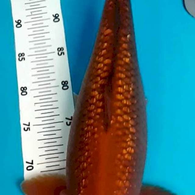 Cagoi tembaga ginrin