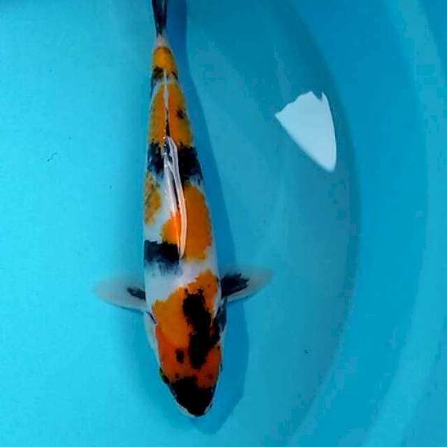Showa 27cm