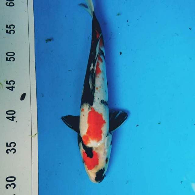 KINDAI SHOWA 32 cm