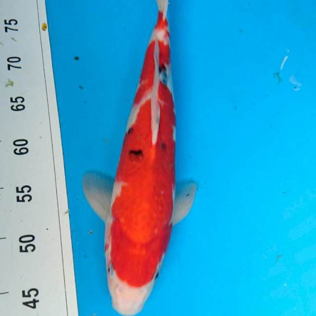 SANKE STRONG 39 cm