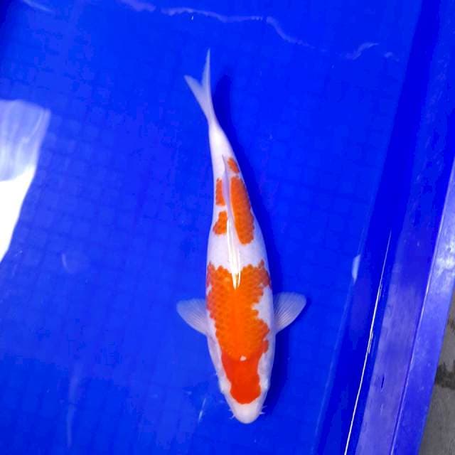 KOHAKU CALON INDUK || 28*