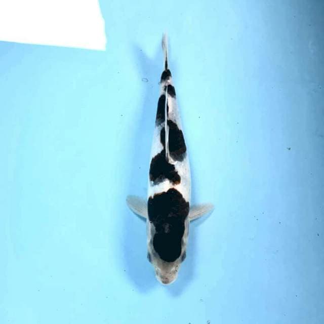 Budo Goromo, 26 cm