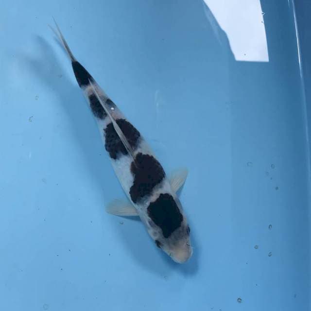 Budo Goromo, 27 cm