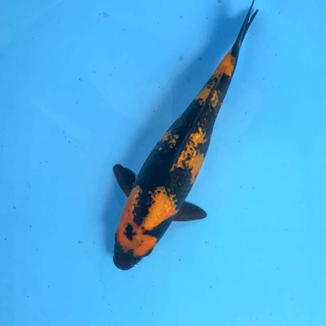 Hiutsuri, 26 cm