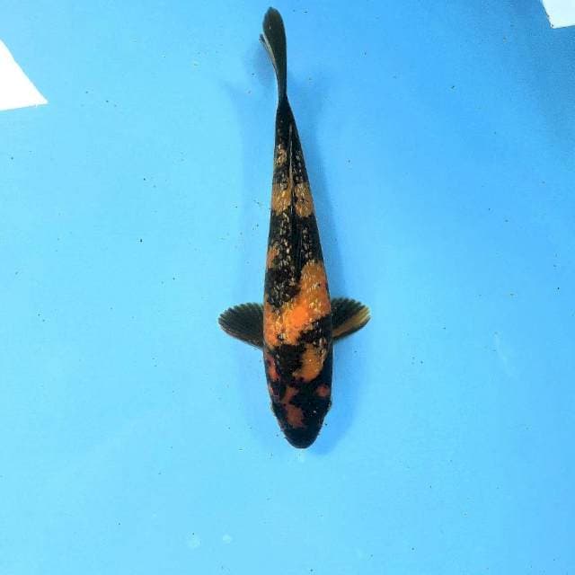 Hiutsuri Ginrin, 24 cm