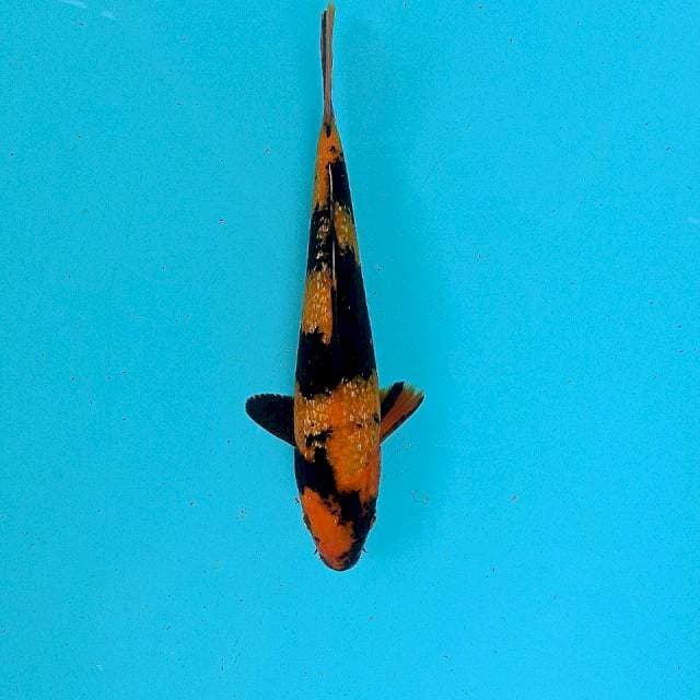 Hiutsuri Ginrin, 20cm