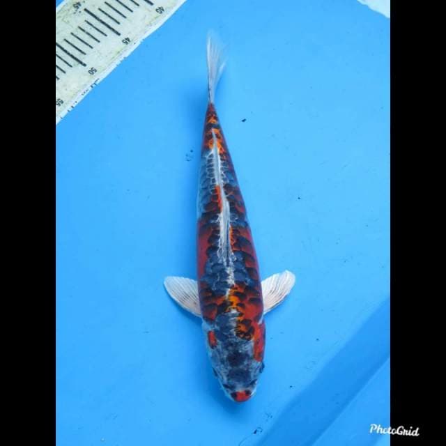 38cm , Super Benikikoryu Tategoi