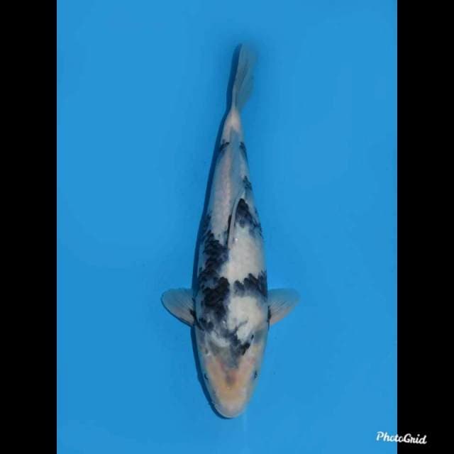 33cm , JT Super Tategoi