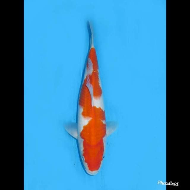 33cm , Inazuma Kohaku