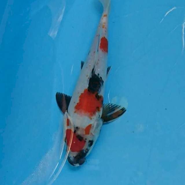 Maruten Kindai Showa 24cm