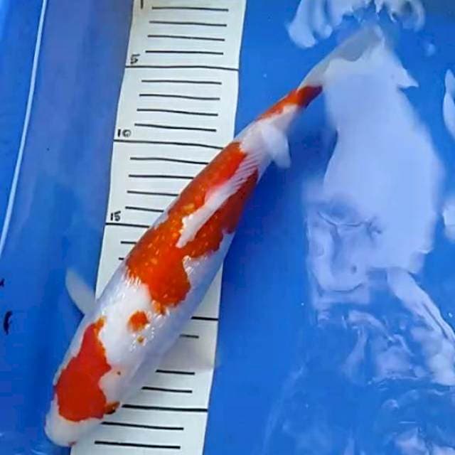 Kohaku ginrin 30 b.u